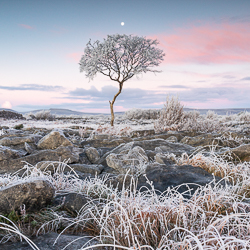 autumn,december,frost,lone tree,lowland,moon,square,twilight