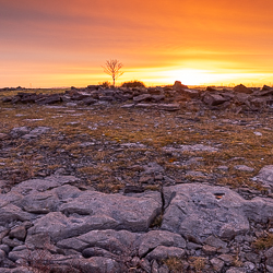 lone tree,lowland,march,orange,square,twilight,winter