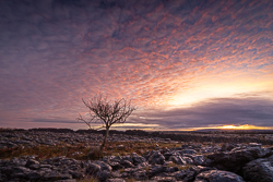 autumn,december,lone tree,lowland,pink,twilight