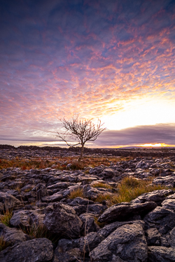 autumn,december,lone tree,lowland,pink,twilight