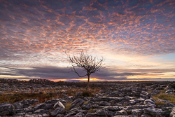 autumn,december,lone tree,lowland,pink,sunrise,portfolio