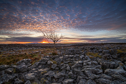 autumn,december,lone tree,lowland,pink,sunrise,portfolio