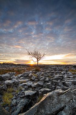 autumn,december,lone tree,lowland,pink,sunrise,sunstar,portfolio