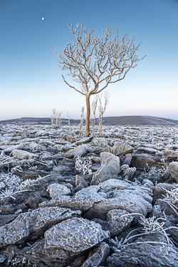 autumn,december,frost,lone tree,hoarfrost,lowland,dawn