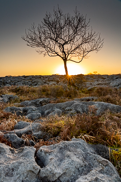 february,golden,lone tree,sunset,sunstar,winter,lowland