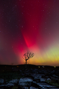 astro,aurora,autumn,lone tree,lowland,night,october,pilars