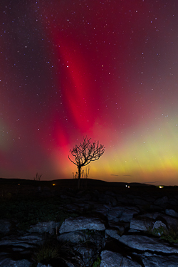 astro,aurora,autumn,lone tree,lowland,night,october,pilars,portfolio,astro