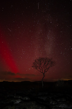 SAR,arc,astro,aurora,january,lone tree,long exposure,lowland,milky way,night,winter