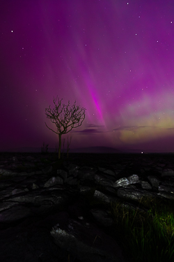 aurora,lone tree,long exposure,lowland,may,night,pilars,purple,spring