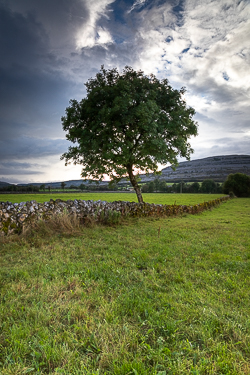 lone tree,september,summer,lowland