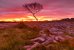 autumn,lone tree,october,pink,twilight