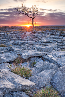 january,lone tree,sunrise,sunstar,winter,lowland