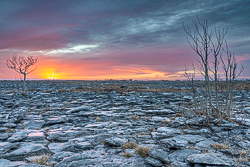 lone tree,march,orange,sunrise,winter,lowland