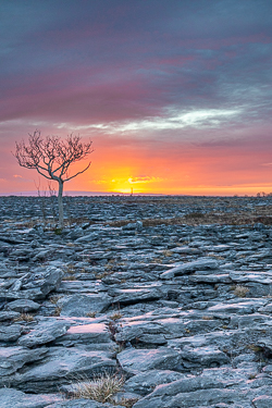 lone tree,march,sunrise,winter,lowland