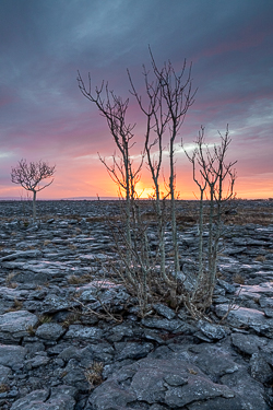 lone tree,march,sunrise,winter,lowland