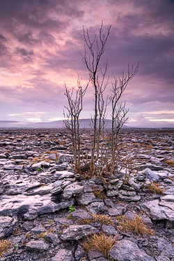 april,dusk,lone tree,spring,lowland,magenta,mauve