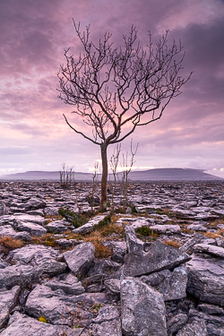 april,dusk,lone tree,long exposure,spring,lowland,magenta,mauve