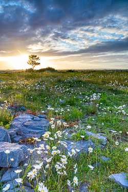 flower,june,lone tree,spring,sunrise,daisies,lowland