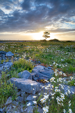 flower,june,lone tree,spring,sunrise,sunstar,daisies,lowland