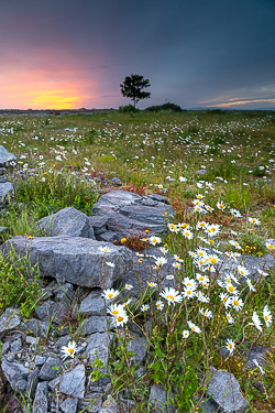 dawn,flower,june,lone tree,spring,twilight,daisies,lowland