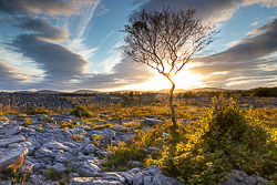 lone tree,september,summer,sunset,lowland,golden