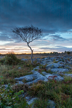 autumn,lone tree,september,twilight,blue,lowland