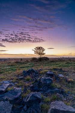 autumn,lone tree,long exposure,october,twilight,lowland