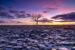 autumn,lone tree,november,pink,twilight,lowland