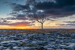 autumn,lone tree,november,sunrise,lowland