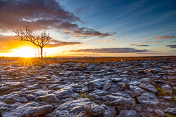 autumn,lone tree,november,sunrise,lowland,golden