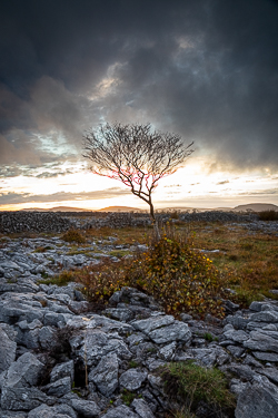 autumn,golden hour,lone tree,november,sunset,lowland