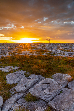 autumn,golden hour,lone tree,november,sunrise,portfolio,lowland,golden