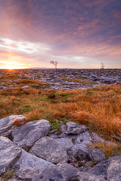 autumn,lone tree,november,sunrise,lowland,golden