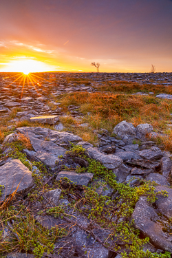 autumn,lone tree,november,sunrise,golden,lowland