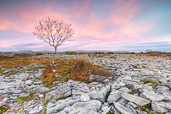 autumn,december,lone tree,pink,sunrise,lowland