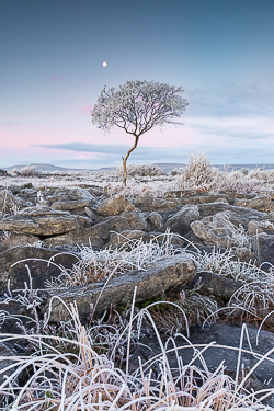 autumn,december,frost,lone tree,moon,twilight,lowland