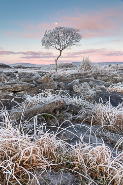 autumn,december,frost,limited,lone tree,moon,twilight,portfolio,lowland