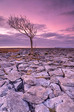 january,lone tree,long exposure,moon,twilight,winter,mauve,magenta,lowland