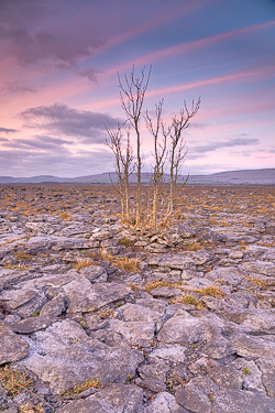 january,lone tree,sunrise,winter,pink,lowland