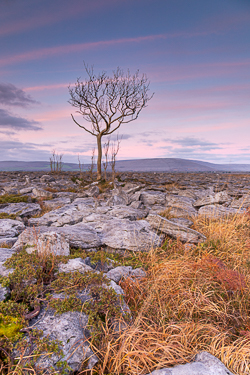 january,lone tree,sunrise,winter,lowland