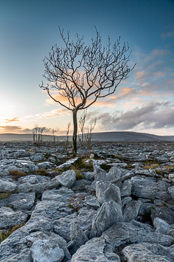 lone tree,november,sunset,winter,blue,lowland