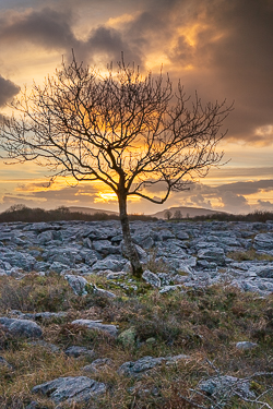 december,golden,lone tree,sunset,winter,lowland