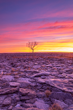 february,lone tree,long exposure,orange,twilight,winter,pink,lowland