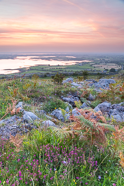 abbey hill,august,flower,heather,summer,twilight,hills,orange