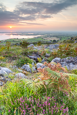 abbey hill,august,flower,heather,summer,twilight,hills,golden