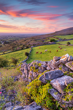 abbey hill,animals,august,cows,pink,rural,summer,sunrise,wall,hills