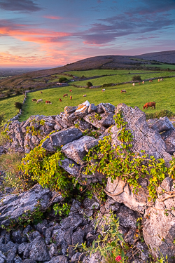 abbey hill,animals,august,cows,pink,rural,summer,sunrise,wall,portfolio,hills,golden