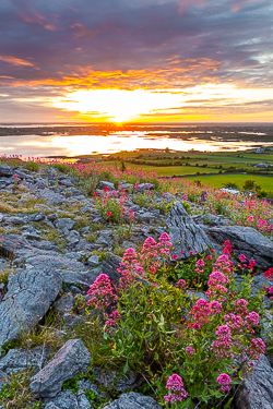 abbey hill,flowers,june,orange,red,spring,sunrise,valerian,hills