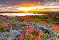 abbey hill,flowers,june,orange,red,spring,twilight,valerian,portfolio,hills