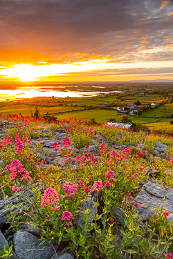 abbey hill,flowers,june,orange,red,spring,twilight,valerian,hills,golden